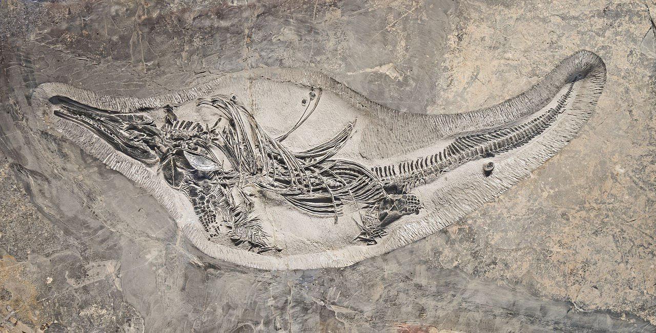 کشف فسیل ماهی خزنده ۱۲۰ میلیون ساله‌+عکس