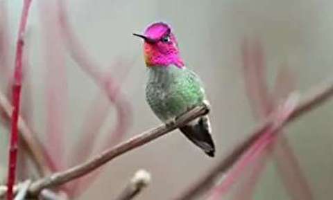 پرنده خارق العاده ای که 62 رنگ عوض می کند