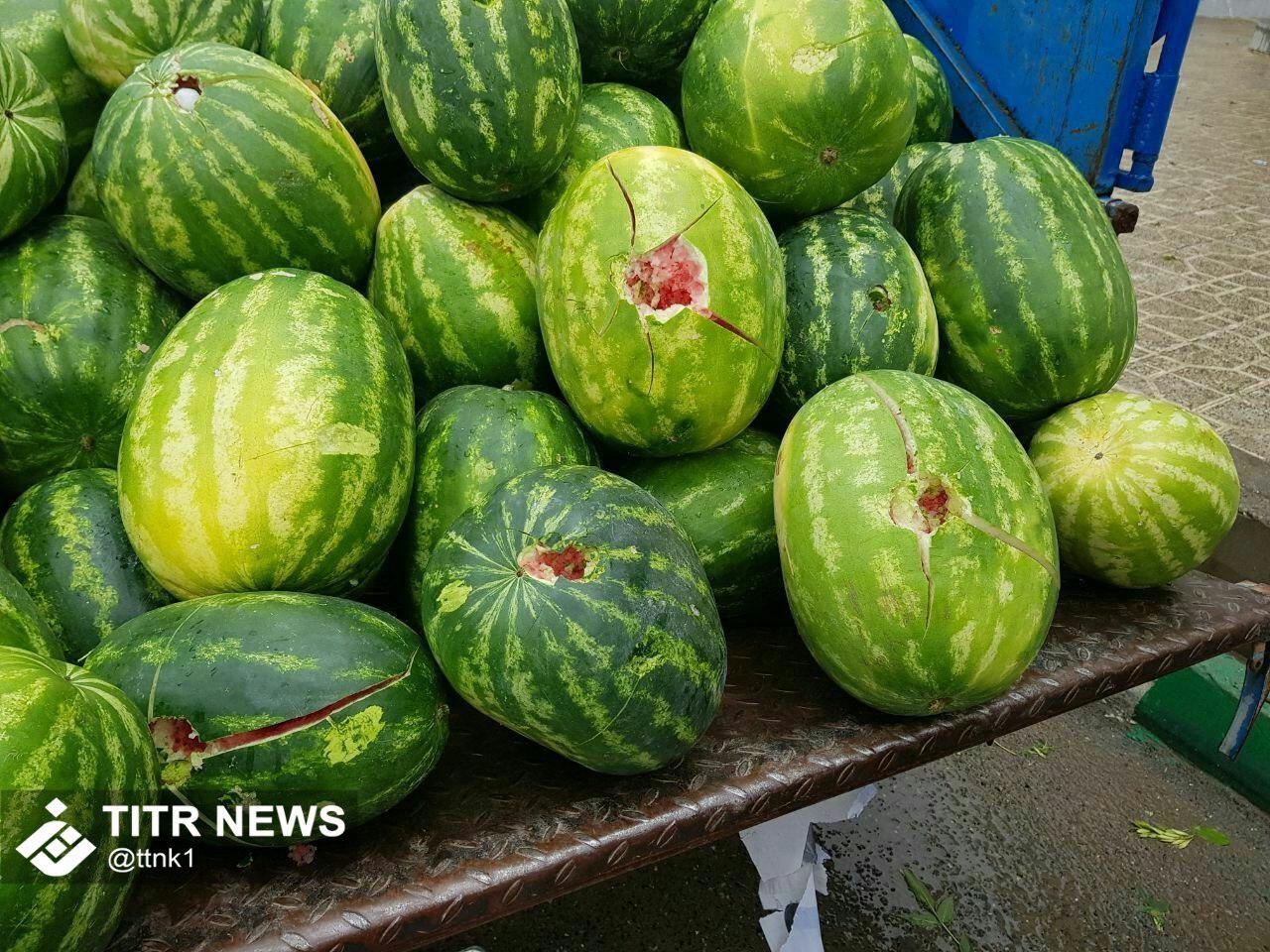 خسارت تگرگ بە هندوانه‌های یک دستفروش+عکس