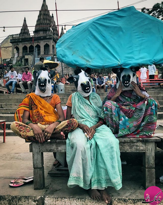 پروژه عجیب عکاس هندی؛ آیا گاوها از زن ها مهمترند؟