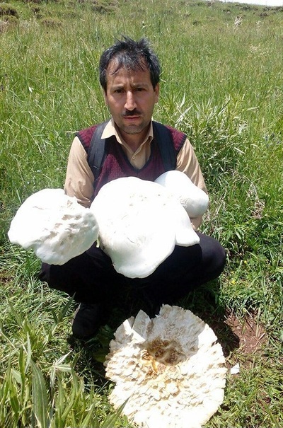 کشف قارچ ۶کیلویی در آذربایجان شرقی +عکس