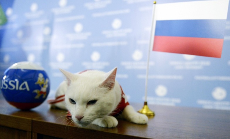 گربه پیشگو اولین بازی جام جهانی را پیش‌بینی کرد +عکس