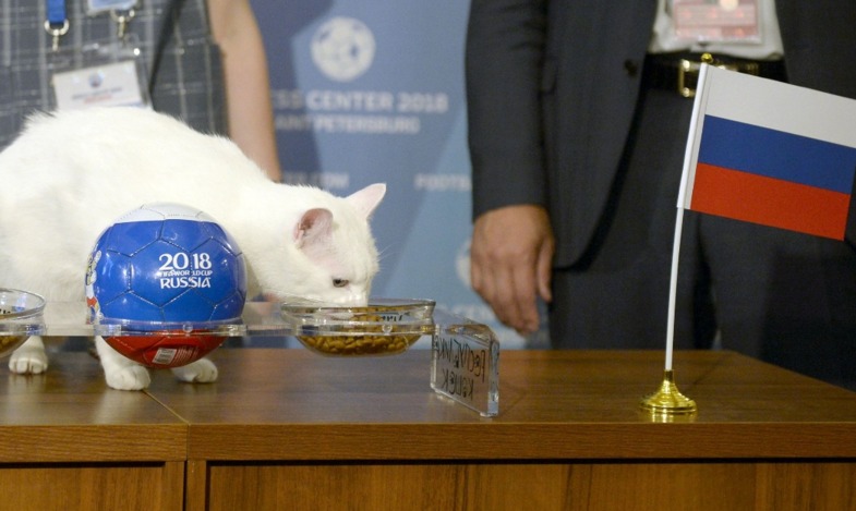 گربه پیشگو اولین بازی جام جهانی را پیش‌بینی کرد +عکس