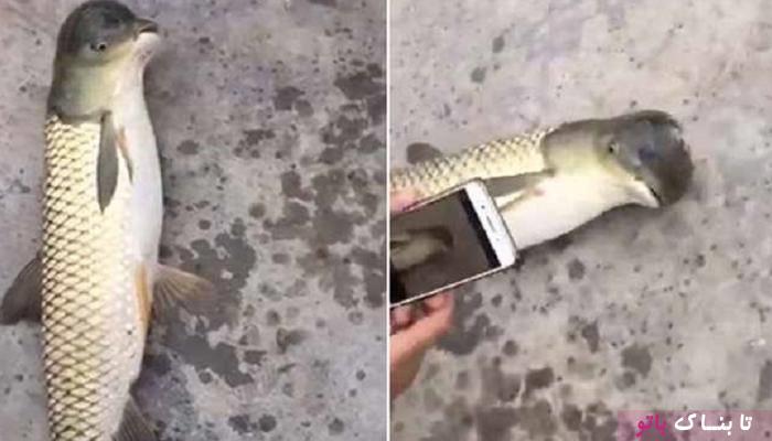 صید ماهی عجیب در چین