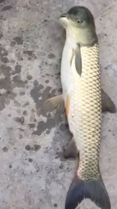 صید ماهی عجیب در چین