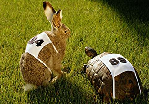 مسابقه واقعی خرگوش و لاکپشت