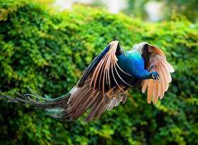 فیلم خارق العاده از پرواز طاووس در آسمان