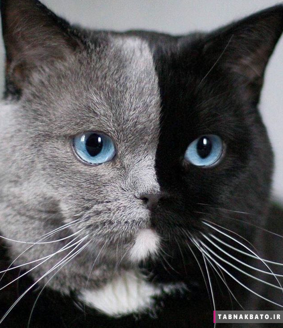 نارینا دی لاگریس گربه دو رنگ شگفت انگیز؛ ستاره فضای مجازی