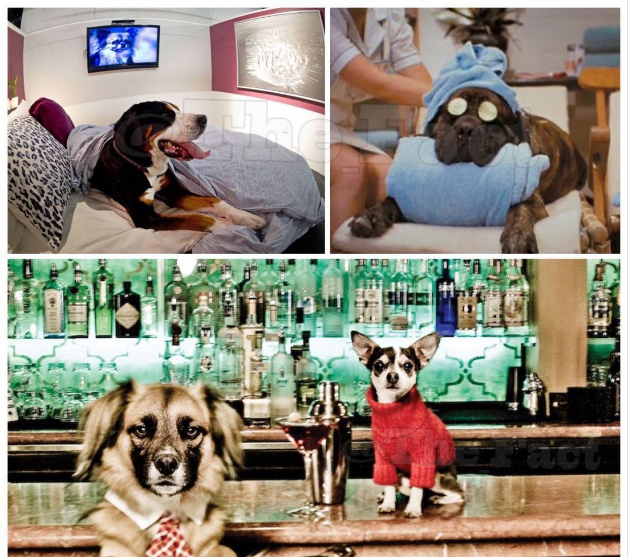 هتلی در کالیفرنیا برای سگ ها + عکس