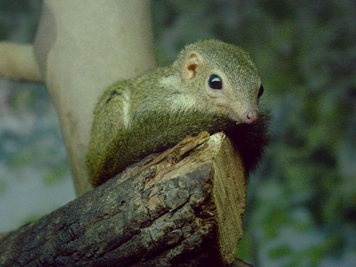 با ۱۱ مورد از کوچک ترین پستانداران دنیا آشنا شوید