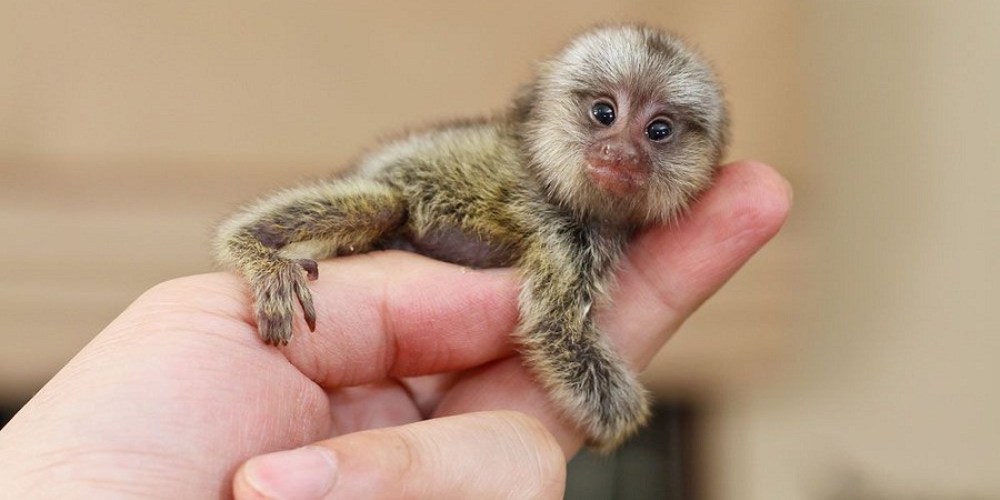 با ۱۱ مورد از کوچک ترین پستانداران دنیا آشنا شوید