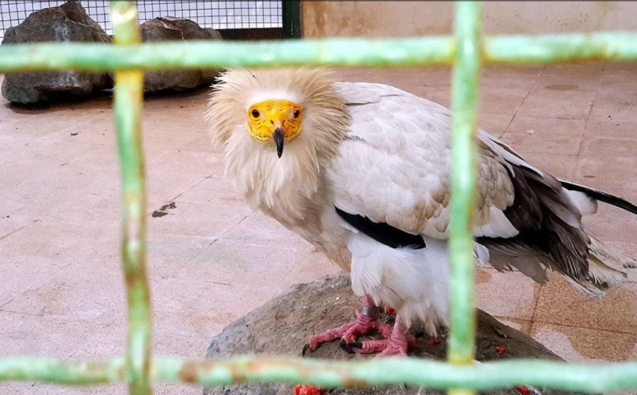 گردش در بزرگ ترین باغ پرندگان ایران