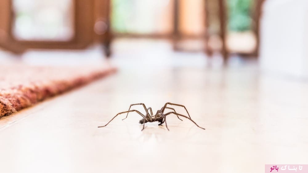 مزیت های وجود عنکبوت در خانه!