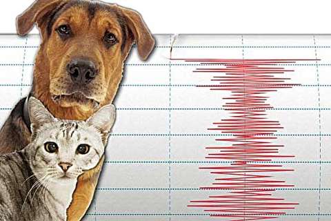 واکنش حیوانات هنگام وقوع زلزله ۶.۱ ریشتری ژاپن