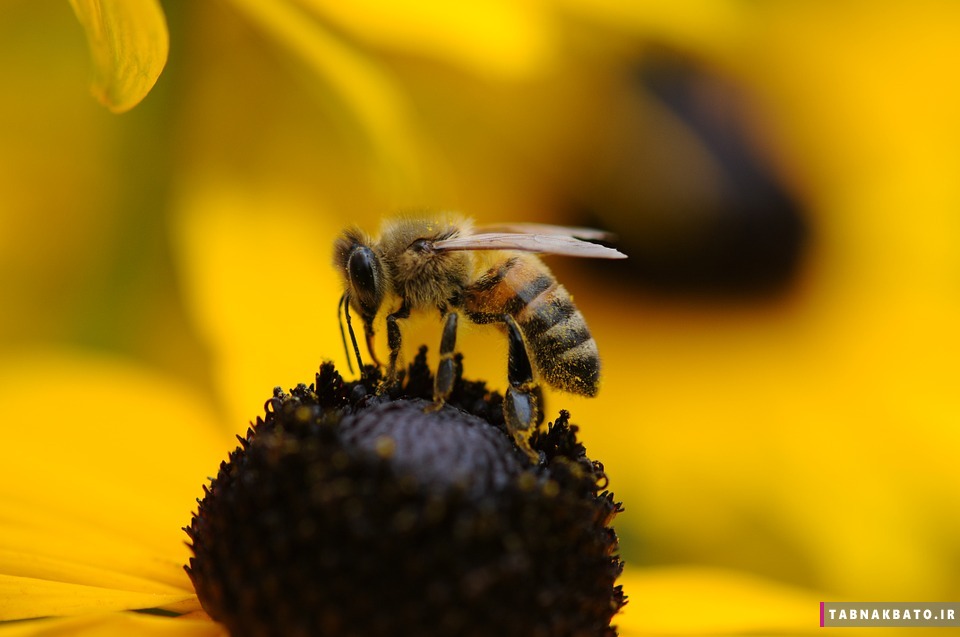 دانشمندان فرانسوی و کمپین حمایت از زنبورهای عسل!