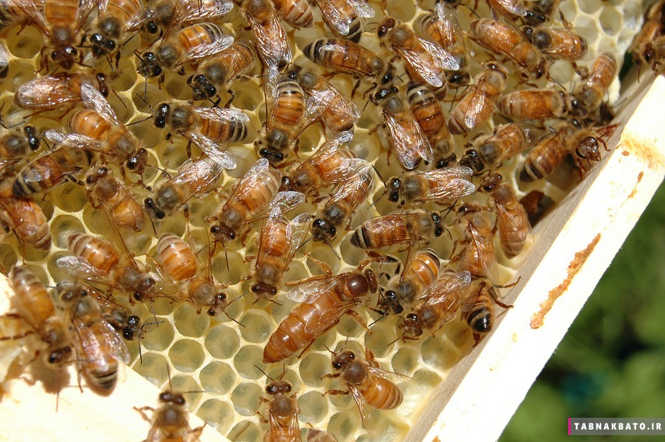 دانشمندان و کمپین حمایت از زنبورهای عسل!