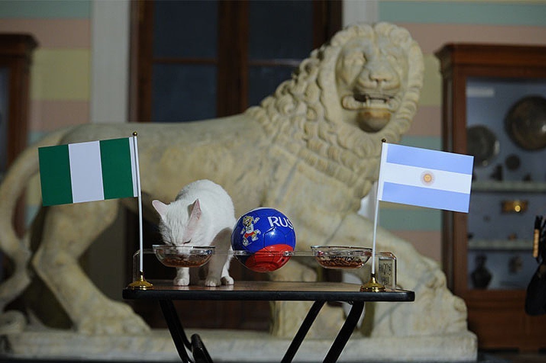 پیش بینی گربه معروف جام جهانی برای تیم مسی +عکس