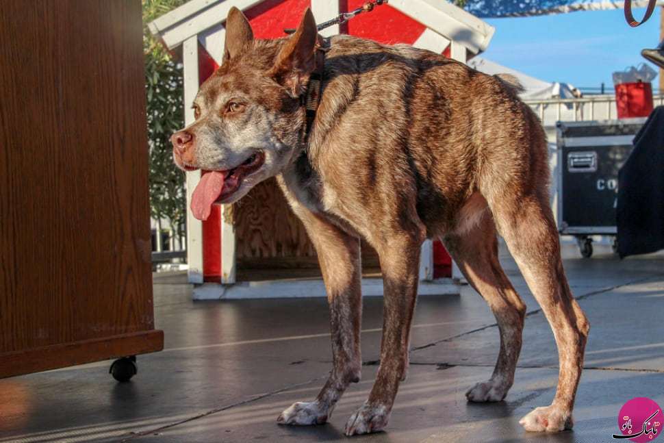 مسابقه انتخاب زشت‌ترین سگ جهان