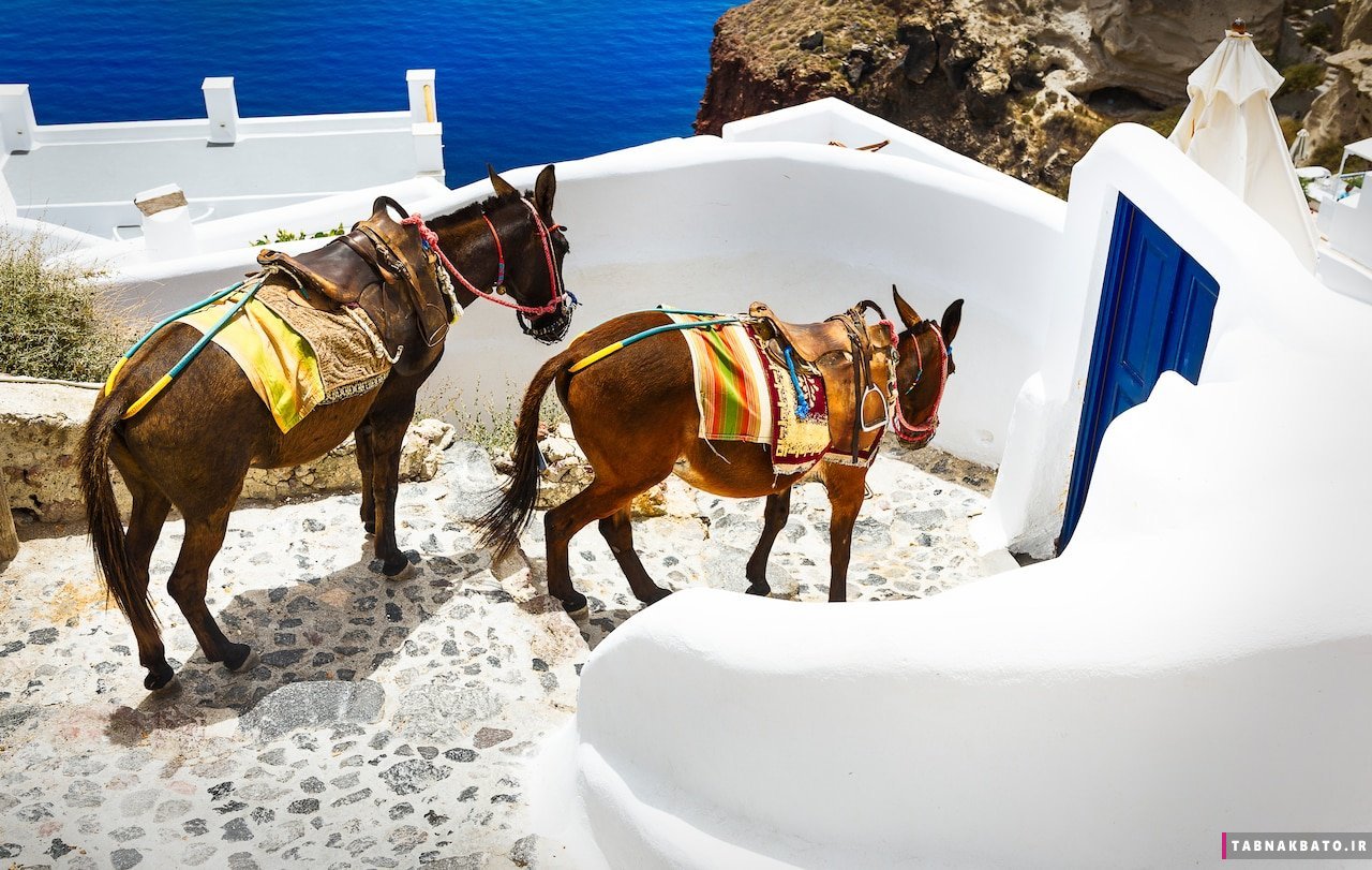 رعایت حقوق حیوانات در زیباترین جزیره دنیا