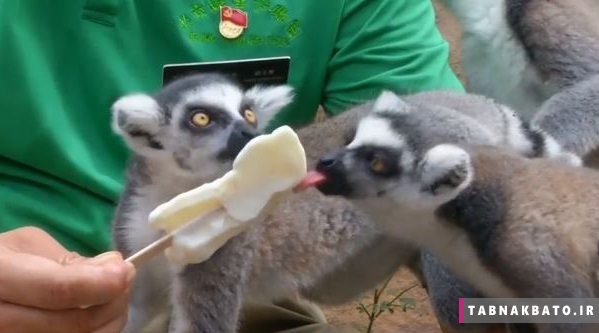 جلوگیری از آفتاب زدگی حیوانات در باغ وحش پکن
