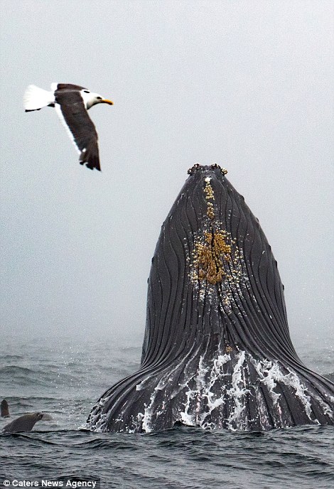 منظره ی اعجاب انگیز نهنگ در کنار کشتی توریستی
