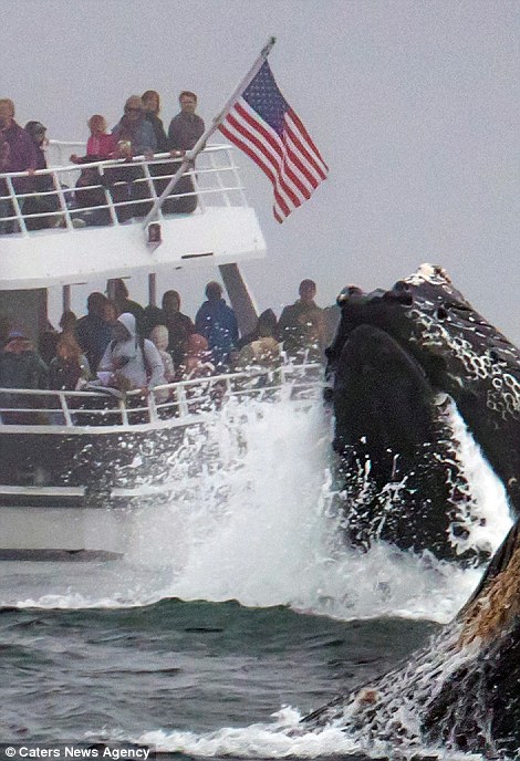 منظره ی اعجاب انگیز نهنگ در کنار کشتی توریستی