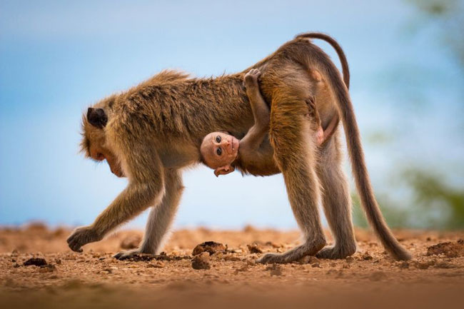 عکس نشنال جئوگرافیک؛ بچه میمون سریلانکایی