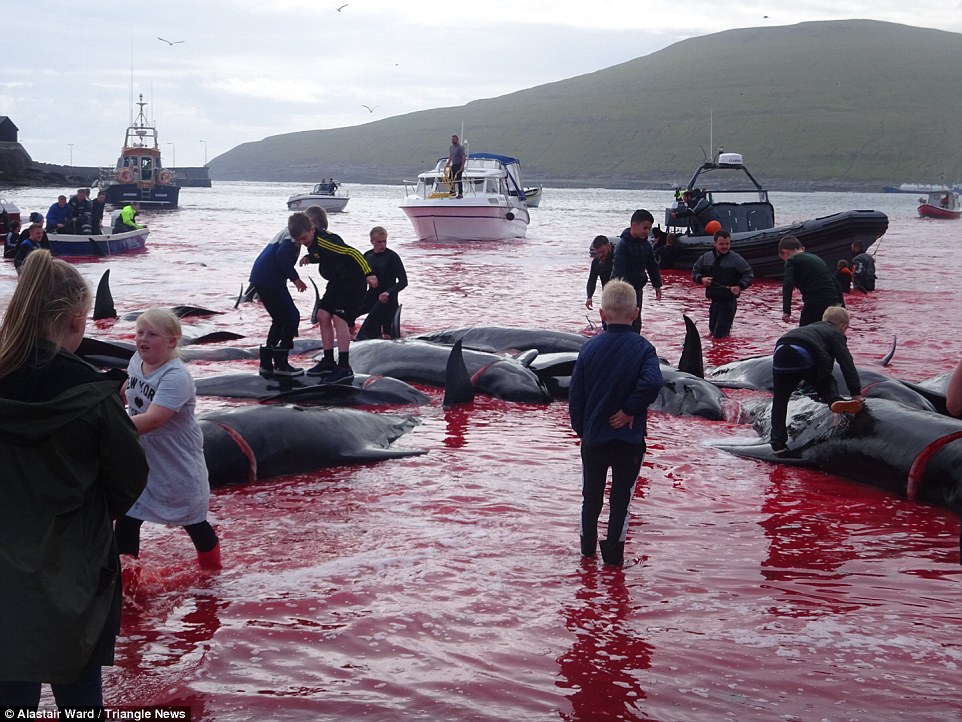 سلاخی ۱۸۰ نهنگ در جزایر فارو با حضور کودکان ۵ ساله +عکس