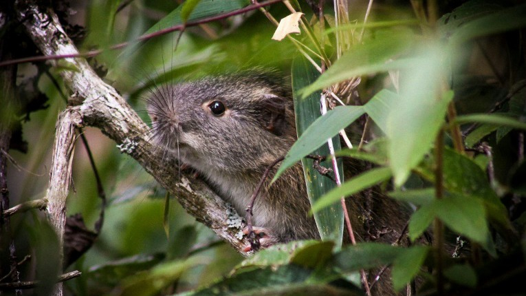 کشف گونه نادری از موش در پرو +تصاویر