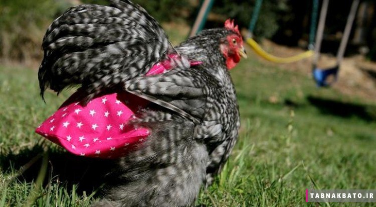 پوشک مرغ؛ تجارتی پرسود در آمریکا