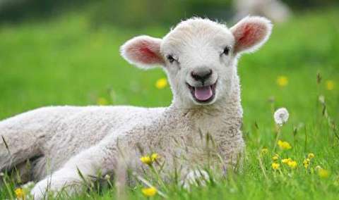 تولد گوسفند عجیب الخلقه در ترکیه