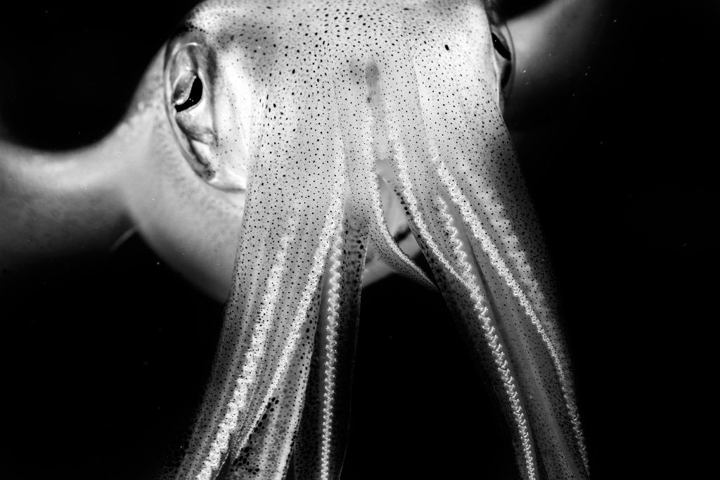 عکس روز نشنال جئوگرافیک؛ ماهی مرکب