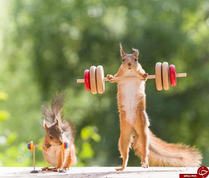 ورزش کردن جالب یک سنجاب+تصاویر