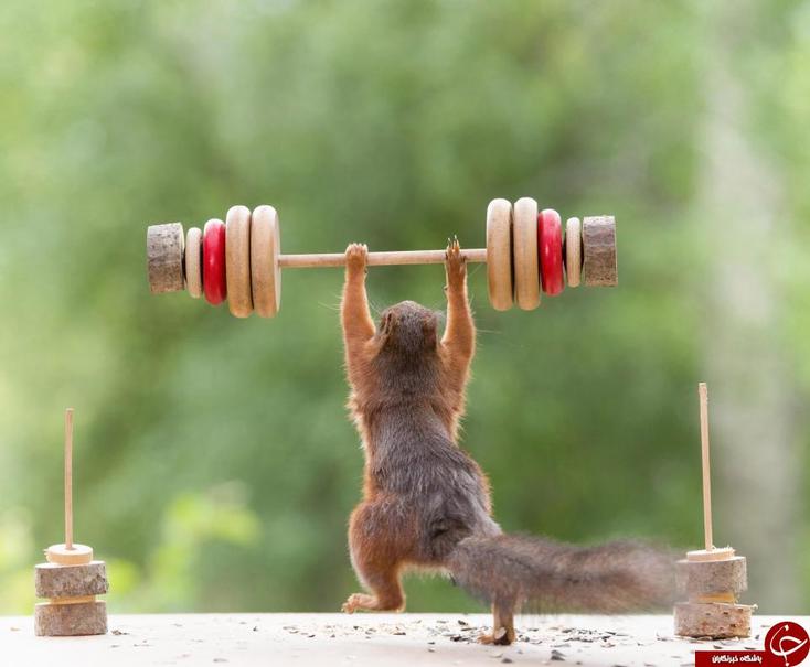 ورزش کردن جالب یک سنجاب+تصاویر