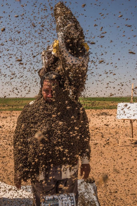 دفن شدن مرد سعودی زیر ده‌ها کیلوگرم زنبور+عکس