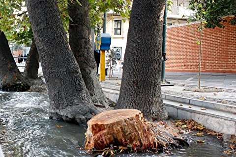 پشت پرده درختان جاسوس شهر تهران