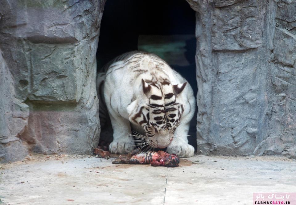 در بدترین باغ وحش جهان چه می گذرد
