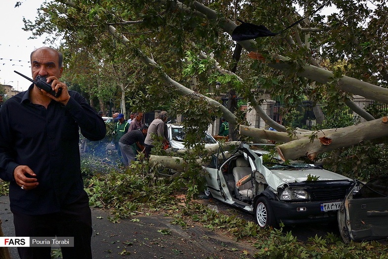 سقوط درخت در اثر طوفان در تهران +عکس