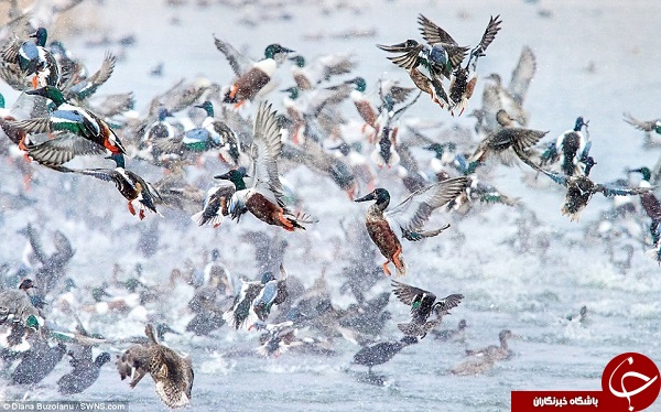 تصاویری زیبا از دنیای پرندگان در جریان یک مسابقه بین‌المللی حیات وحش