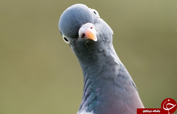تصاویری زیبا از دنیای پرندگان در جریان یک مسابقه بین‌المللی حیات وحش