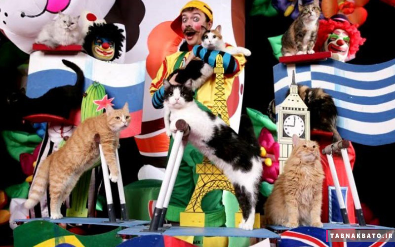 گربه های بازیگر در تئاترهای روسیه