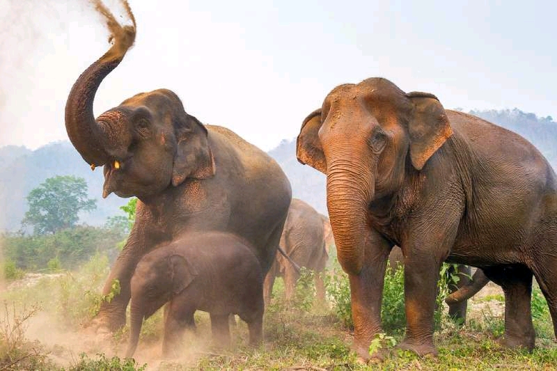 فیل سواری بهانه ای برای شکنجه خیوانات
