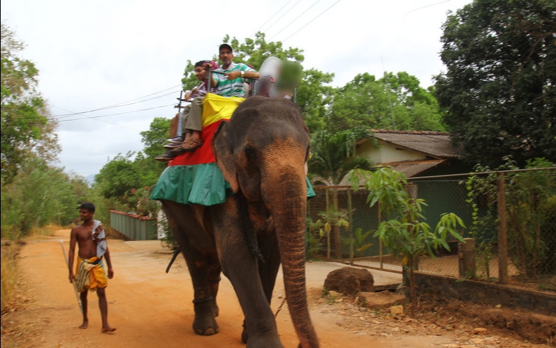 فیل سواری، بهانه ای برای شکنجه حیوانات