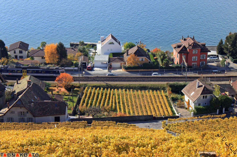 زیبایی تاکستان‌های سوئیس در پاییز