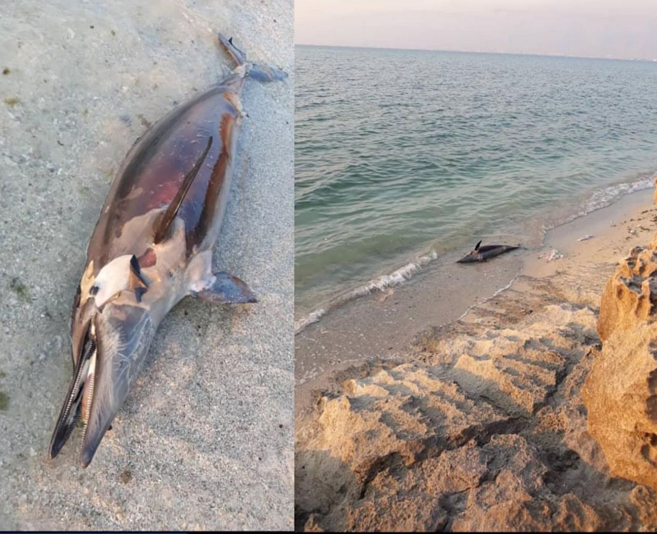 مرگ یک دلفین در ساحل عسلویه + عکس