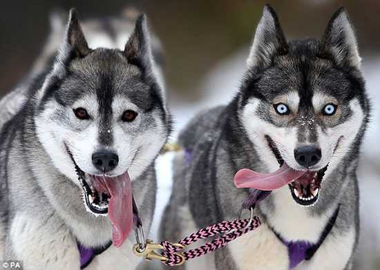 چرا سگ های هاسکی سیبری چشم آبی هستند؟