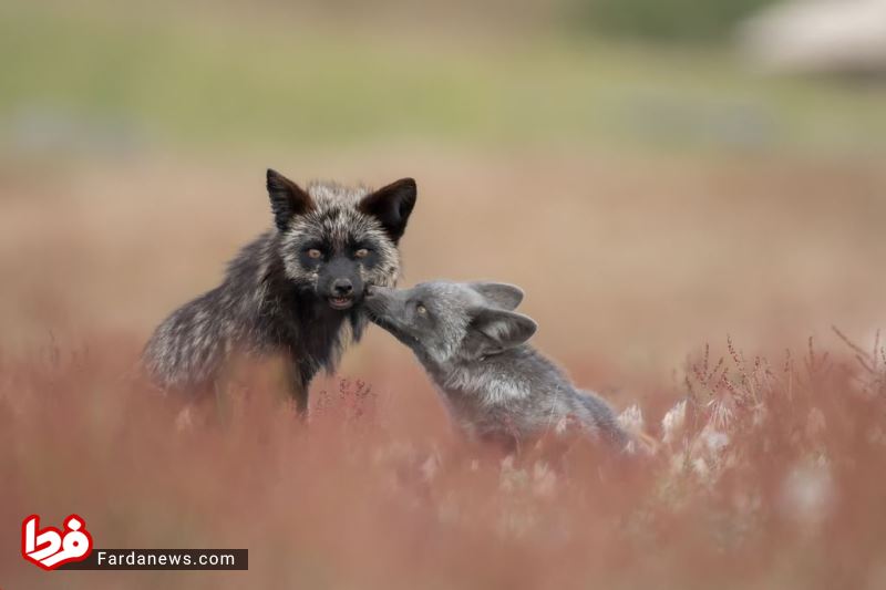 بوسه دیدنی یک روباه +عکس