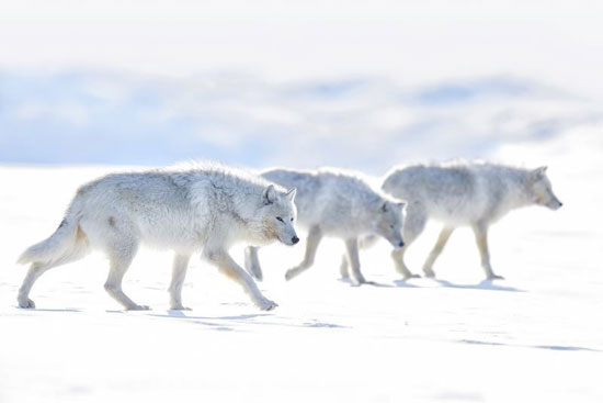 گرگ‌های سفید در عکس روز نشنال جئوگرافیک+عکس