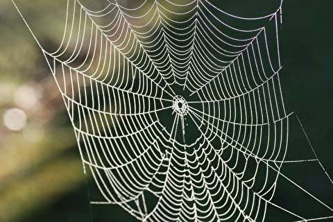 هنرنمایی حیرت انگیز عنکبوت در تار تنیدن