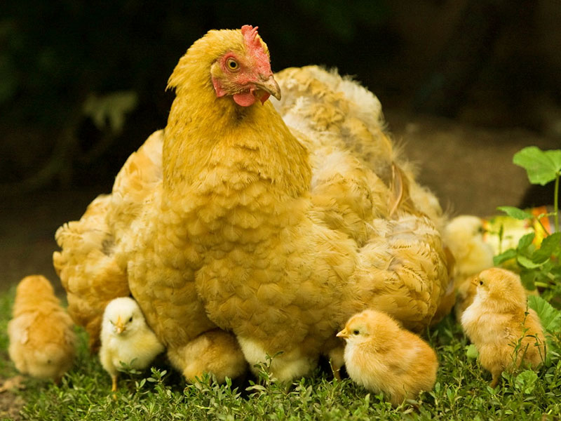 آلرژی به مرغ چه نشانه‌هایی دارد؟